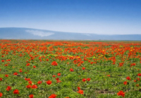 Жамбыл облысында көктемнің ең ауқымды екі фестивалі өтеді