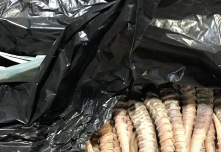 Құны 1,2 млрд теңге: Жетісуда үйдің шатырынан төрт жүзден астам мүйіз табылды