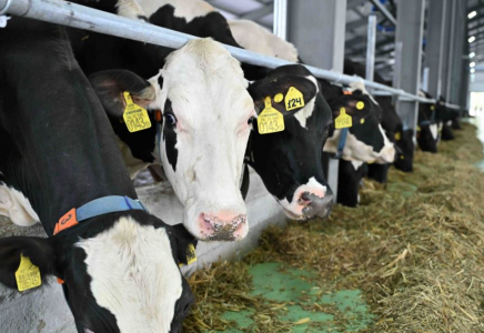 Түркістан облысындағы «Бөрте милка» жобасы толық іске қосылды