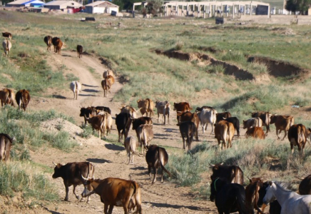 Батыс Қазақстан облысында 5 мыңнан астам мал жұқпалы ауруға шалдықты