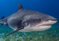 Акуланы суретке түсірмек болған әйел екі бірдей қолынан айырылып қалды