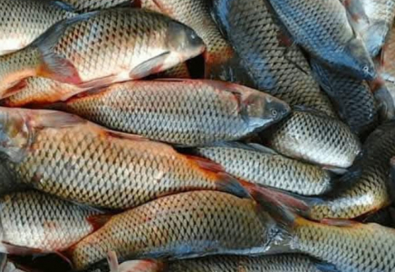 Түркістан облысында балық шаруашылықтарының саны 200-ден асты