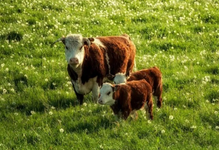 Қазақстан соңғы 15 жылда Даниядан 10,7 мың бас асыл тұқымды ірі қара мал сатып алған