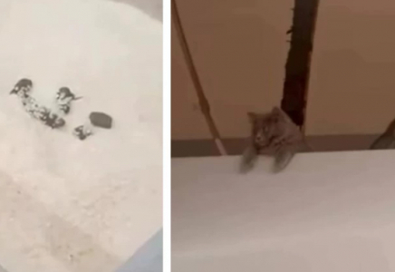 Қазақстандық Magnum дүкеніндегі күріштен мысықтың нәжісін тапты