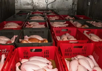 Қазақстанға Ресейден әкелінген 20 тонна құс еті кері қайтарылды