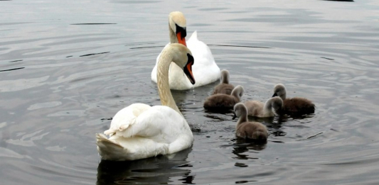 Маңғыстаудағы табиғатты қорғау инспекторлары аққулардың өлексесіне қатысты түсінік берді