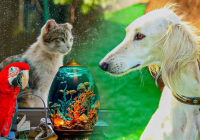 ​Үй жануарларын азаптағандар қылмыстық жауапкершілікке тартылады