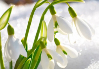 Қазақстандықтарға көктемгі гүлдерді жұлғаны үшін айыппұл салынатыны ескертілді