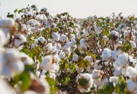 Түркістан облысында егістік алқабы ұлғайтылды