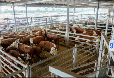 Қазақстанда етті мал шаруашылығының австралиялық моделі енгізіліп жатыр