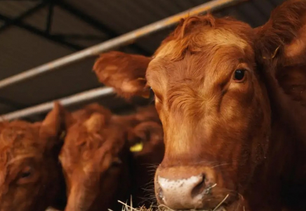 Ақмола облысында қожалықтың 526 бас малын байқатпай сатып жіберген бақташыға іздеу жарияланды