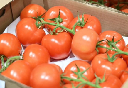 Ресейден әкелінген қызанақтардан вирус анықталды