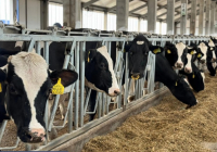 Атырау облысында 5 ауылдық округте карантин жарияланып, ет сатуға тыйым салынды