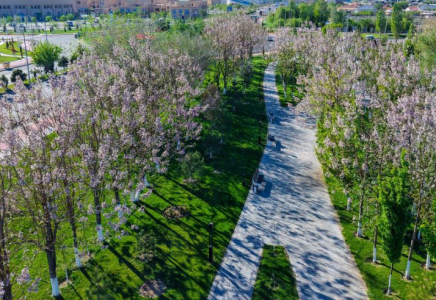 Түркістан облысында павлония өсіру ауқымы кеңейіп келеді