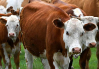 АШМ: Асыл тұқымды мал сатып алуға 6%-бен несие берілуі мүмкін