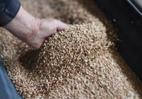 Ақмола облысында ғылыми орталық 850 тонна тұқымды қоқысқа тастаған