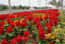 Түркістанда абаттандыру жұмыстары жүйелі түрде жүргізіліп келеді