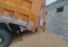 ТҮРКІСТАН: Созақ шаруаларына 70 тоннаға жуық бидай жеткізілді