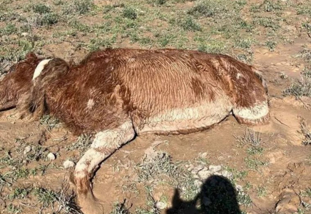 Маңғыстау облысында төрт түлігінен айырылған жұрт Үкіметтен көмек сұрайды