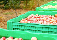 ТҮРКІСТАН: «Dala Fruit» агроөнеркәсіптік кешені табысты жұмыс істеп тұр