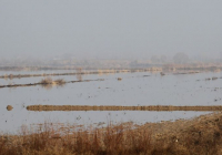 ТҮРКІСТАН: Мақтааралда қысқы сор шаю жұмыстары қарқынды жүргізіліп жатыр