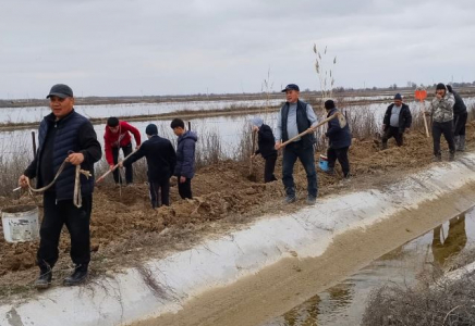 ТҮРКІСТАН: Мақтааралда ауыл тұрғындары 1000 түп тұт ағашын отырғызды