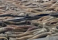 Қазақстан мен Ресей шекарасында браконьерлер ұсталды