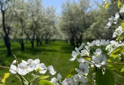 Қазақстанға Нидерландыдан 7 мыңнан астам алма көшеті әкелінді