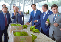 Түркістан өңірінде банан өсіріліп жатыр