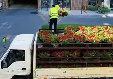 ​ГҮЛГЕ ОРАНҒАН ҚАЛА: ТІК КӨГАЛДАНДЫРУ ЖАҢА ДЕҢГЕЙГЕ ШЫҚТЫ