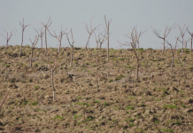 ТҮРКІСТАН: Келесте 30 гектар алқапқа жеміс ағаштары егіліп жатыр 
