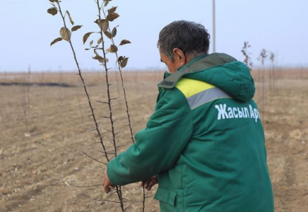 ТҮРКІСТАН: Арыста 5 гектар алқапқа 2000 түп алма көшеті отырғызылды