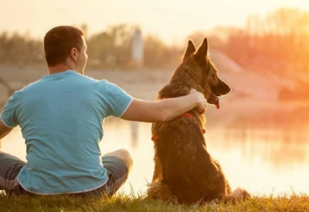 Қазақстанда ит иелеріне салық салу ұсынылды