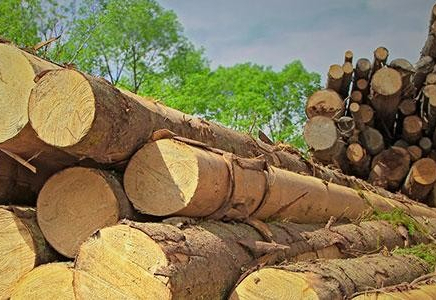 ​Сарыағаштың ағаш базарындағы жағдайды әкім қадағалайтын болды