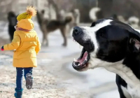 «Емі жоқ»: Қазақстанда былтыр құтырма ауруынан 3 адам көз жұмды