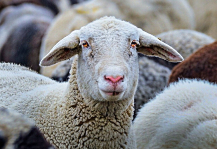 Елімізде үш күнде мал ұрлығымен айналысқан 12 қылмыстық топ жойылды