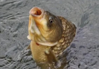 Қытайлық ғалымдар жеуге ыңғайлы болу үшін сүйексіз балық ойлап тапты