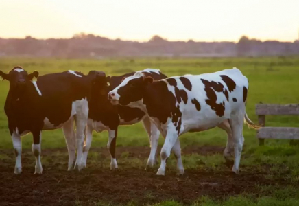 Атырау облысындағы ауылда белгісіз індеттен мал қырылып жатыр