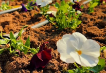 ШЫМКЕНТ КӨШЕЛЕРІНЕ 1,6 МЛН ГҮЛ ЕГІЛЕДІ