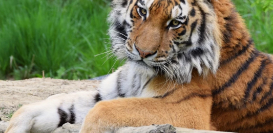 Ресей Қазақстанға төрт амур жолбарысын беретін болды