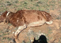 Маңғыстау облысында төрт түлігінен айырылған жұрт Үкіметтен көмек сұрайды