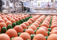 Елімізге шетелден жұмыртқа әкелуге уақытша тыйым салынды