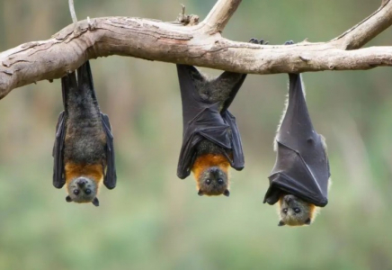 Бразилияда жарқанаттардан коронавирустың жаңа түрі табылды