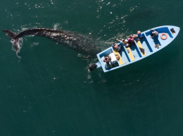 ​Мида төңкеріс жасайтын 7 демалыс түрі