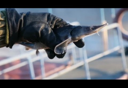 ПАВЛОДАР ОБЛЫСЫНДА БАҒАЛЫ БАЛЫҚ ТҮРІ КӨБЕЙДІ  