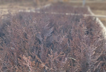 ТҮРКІСТАН: Орман шаруашылықтарының жұмысы тексерілді