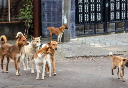 Көкшетауда жүкті әйелді қаңғыбас иттер қауып алды 